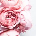 Tumblr oax88efvwe1tlubtlo1 1280